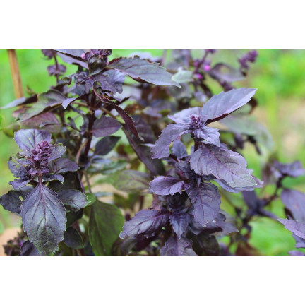 Z3002 RED AROMATIC BAZLIA FOR MIXED MEAT Sauce Ocimum basilicum 'Purpurascens'