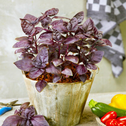 Z3002 RED AROMATIC BAZLIA FOR MIXED MEAT Sauce Ocimum basilicum 'Purpurascens'