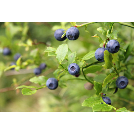 SUM12 Dünger für Heidelbeeren, Sumin, 1 kg, optimale Zusammensetzung, zur Düngung von Heidelbeeren