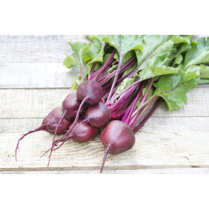 W0012 ROTE BETE KUGEL 2 10G ROTE BETE SAMEN