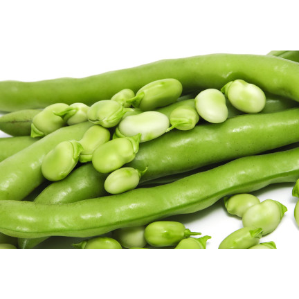 W1006 SEEDS WINDSOR WHITE BROAD BEAN MEDIUM EARLY VERY PROLIFIC 50G