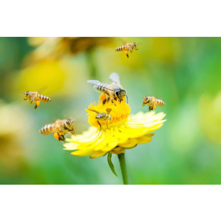 SUM36 BIOPOLIN 10ML SUMIN LOCKT BIENEN HUMMELN LANGWIRKEND