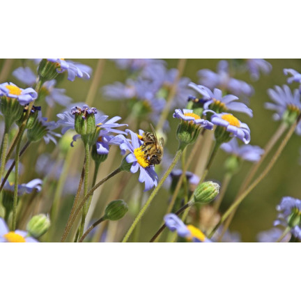 SUM36 BIOPOLIN 10ML SUMIN LOCKT BIENEN HUMMELN LANGWIRKEND