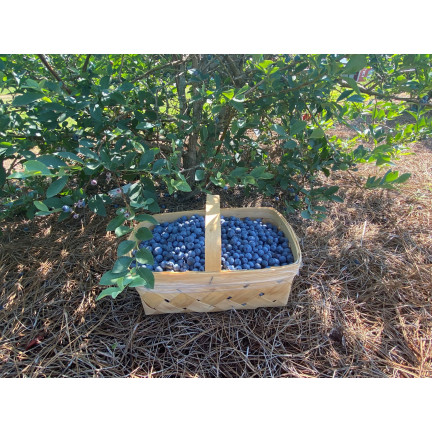 Löslicher Dünger für Heidelbeeren, „Moc obfitości“ 250 g, Heidelbeere