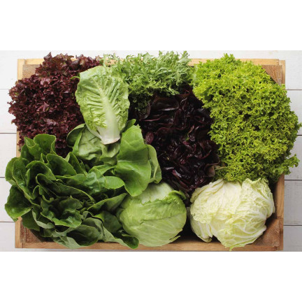 W6595 SALATMISCHUNG SORTEN SALATSAMEN KNACKIGE BUTTERMISCHUNG 1G
