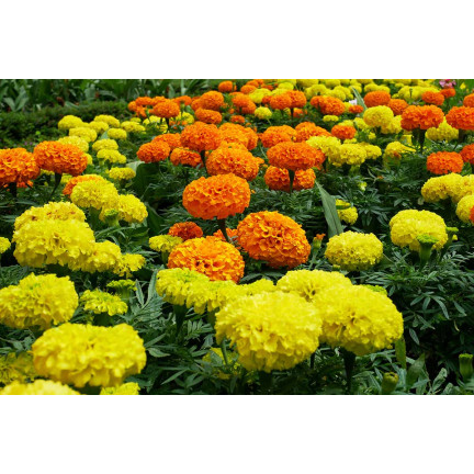Großblütige Tagetes „Moonlight“, Tagetes-Samen, essbare Blüten, 1 g