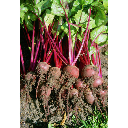 W0012 ROTE BETE KUGEL 2 10G ROTE BETE SAMEN