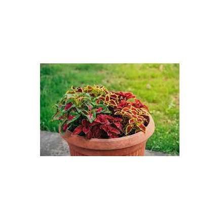 R6663 KOLEUS BRENNNESSEL 0,2G BLUMENSAMEN REGENBOGENMISCHUNG
