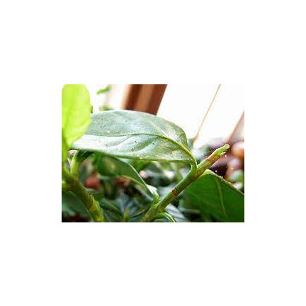 SUM52 FLORAMITE 240 SC 10ML SPINNMILBENSPRAY