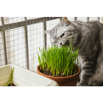 Katzengras, Grassamenmischung, Kici Mix, Toraf 30 g