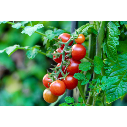 Organischer Dünger für Tomaten und Gemüse, Sumin Organic, 1 kg, BIO-Granulat