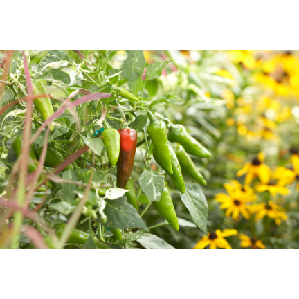 Wasserlöslicher Dünger für Tomaten, 250 g, „Moc obfitości“