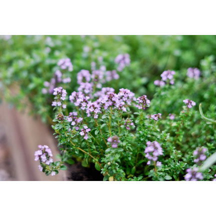 Z3035 THYMIAN ECHTES KRAUT SAMEN GEWÜRZT AROMATISCH 0,3G