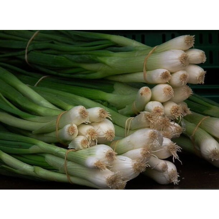W1022 SEVENTEEN BAYKAL CEBULA GESCHMACK AROMATISCH HAPPENING Allium fistulosum L. 3G