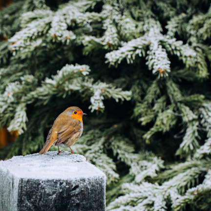 Vogelfutterbecher mit Turdus 400 g – energiereiches Futter für den Winter