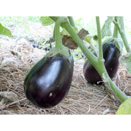 W1003 AUBERGINE SAMEN SCHWARZE SCHÖNHEIT LILA BIRNE DER LIEBE 1G