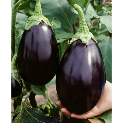W1003 AUBERGINE SAMEN SCHWARZE SCHÖNHEIT LILA BIRNE DER LIEBE 1G