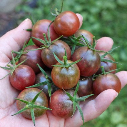 W9558 SCHWARZE KIRSCHTOMATEN HOCHGEMAHLEN 0,3G SAMEN TOMATEN