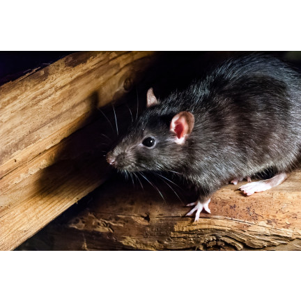 Granulat gegen Mäuse, Nagetiere und Ratten, 25 ppm, Sumin-Box, 480 g (4 x 120 g)
