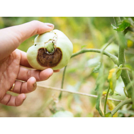 SUM38 help plant ca, flüssiges Kalzium, Dünger für Bäume, Sträucher, Obst und Gemüse, 20 ml, zur Behebung von Mangelerscheinungen