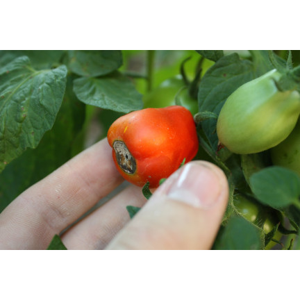 SUM38 help plant ca, flüssiges Kalzium, Dünger für Bäume, Sträucher, Obst und Gemüse, 20 ml, zur Behebung von Mangelerscheinungen