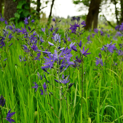 Kamasja, Camassia esculenta „Quamash“, Blumenzwiebeln, Größe 5/6, 50 Stück.