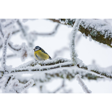 Fettblock für Wildvögel mit Körnern für den Winter – Turdus 300 g