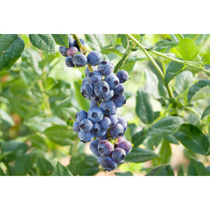 Löslicher Dünger für Heidelbeeren, „Moc obfitości“ 250 g, Heidelbeere