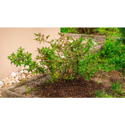 Sauerer Garten-Tofr, Bodenverbesserer, für säureliebende Pflanzen, Heidelbeeren, Azaleen, Biovita 20 l