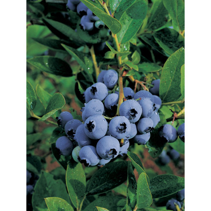 Organischer Dünger, Granulatdünger für Blaubeeren, organisch, 1 kg, Sumin