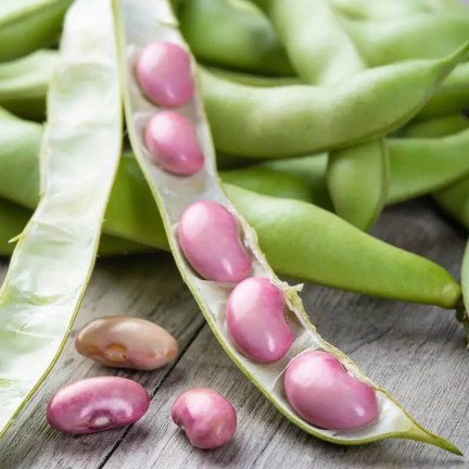 W1007 BOTH Vicia faba L. var. major karminrot fruchtbar schmackhaft früh 30G