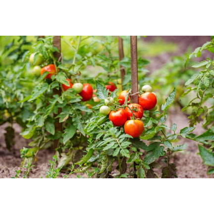 Organischer Dünger für Tomaten und Gemüse, Sumin Organic, 1 kg, BIO-Granulat
