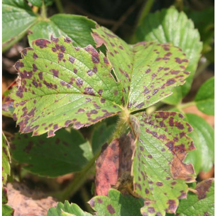 SUM37 Help Plant B Bor-Mangelspray 20 ml, Bekämpft die Krautfäule