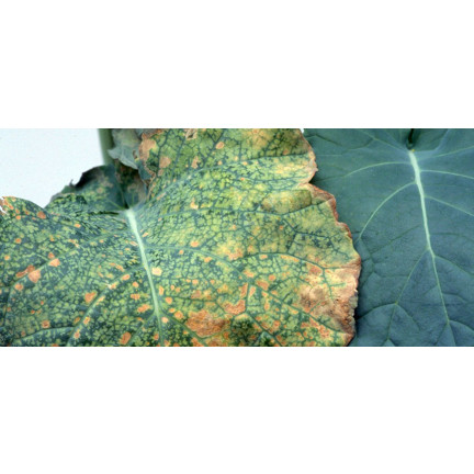 SUM37 Help Plant B Bor-Mangelspray 20 ml, Bekämpft die Krautfäule