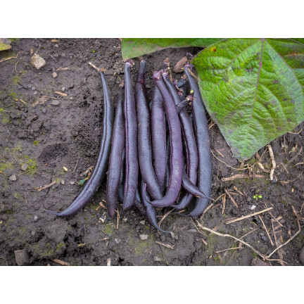 W6991 ZWERGBOHNE LILA TEEPEE GEMÜSESAMEN 30G