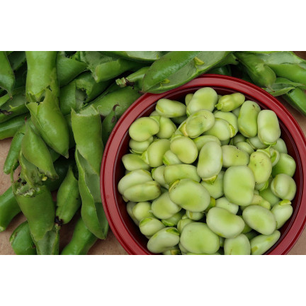 W1006 SEEDS WINDSOR WHITE BROAD BEAN MEDIUM EARLY VERY PROLIFIC 50G