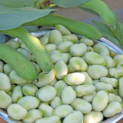 W1006 SEEDS WINDSOR WHITE BROAD BEAN MEDIUM EARLY VERY PROLIFIC 50G