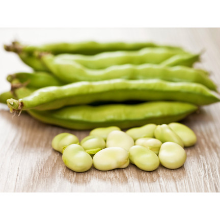 W1006 SEEDS WINDSOR WHITE BROAD BEAN MEDIUM EARLY VERY PROLIFIC 50G