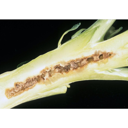 SUM37 Help Plant B Bor-Mangelspray 20 ml, Bekämpft die Krautfäule
