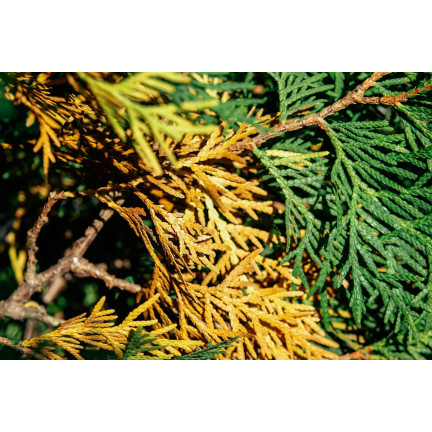 SUM49 Proplant 722SL 100 ml Fungizid gegen Pilzbefall bei Nadelbäumen (Phytophthora)