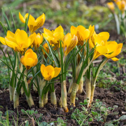 CEB18 KROKUSZWIEBELN KROKUS GELB FUSCOTINCTUS CHRYSANTHUS 50PCS