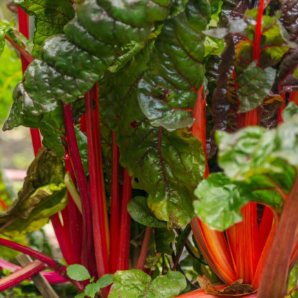 W1017 LEAFY BEET saftig fleischig wie Spinat mit Spargel RHUBARB CHARD 5G