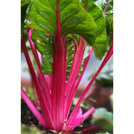 W1017 LEAFY BEET saftig fleischig wie Spinat mit Spargel RHUBARB CHARD 5G