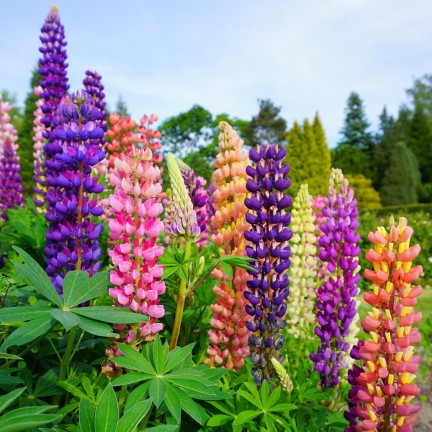 R2818 SOMMERLUPINE 1G SAMENMISCHUNG FARBE LUPINENBLÜTEN