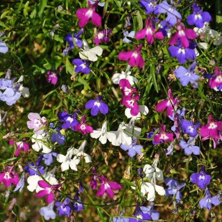 R5837 LOBELIA HÄNGENDE KASKADE GEMISCHT 0.1G LOBELIA BLUMEN SAMENMISCHUNG