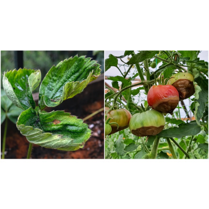 SUM38 help plant ca, flüssiges Kalzium, Dünger für Bäume, Sträucher, Obst und Gemüse, 20 ml, zur Behebung von Mangelerscheinungen