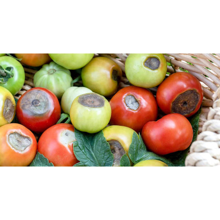 SUM38 help plant ca, flüssiges Kalzium, Dünger für Bäume, Sträucher, Obst und Gemüse, 20 ml, zur Behebung von Mangelerscheinungen