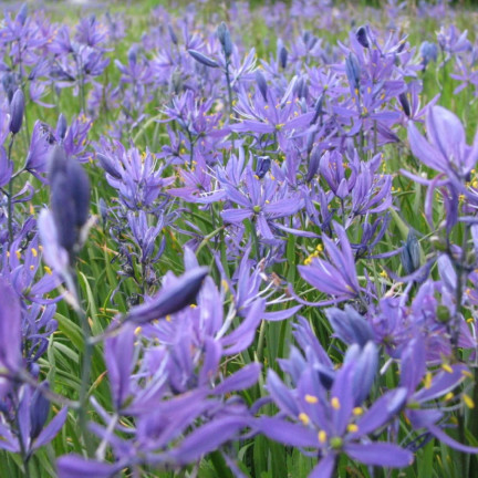Kamasja, Camassia esculenta „Quamash“, Blumenzwiebeln, Größe 5/6, 50 Stück.