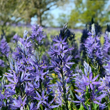 Kamasja, Camassia esculenta „Quamash“, Blumenzwiebeln, Größe 5/6, 50 Stück.