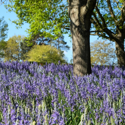 Kamasja, Camassia esculenta „Quamash“, Blumenzwiebeln, Größe 5/6, 50 Stück.